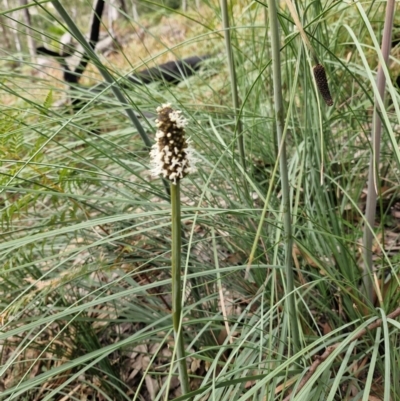Xanthorrhoea (genus) (Grass Tree) at Rewan, QLD - 9 Aug 2024 by AliClaw