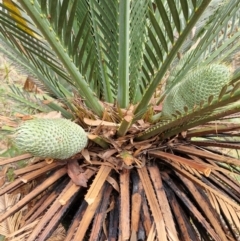 Unidentified Other Shrub at Rewan, QLD - 9 Aug 2024 by AliClaw