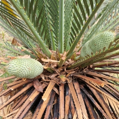 Unverified Other Shrub at Rewan, QLD - 9 Aug 2024 by AliClaw