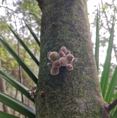 Unidentified Other Shrub at Carnarvon Park, QLD - 9 Aug 2024 by AliClaw