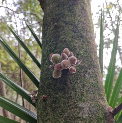 Unidentified Other Shrub at Carnarvon Park, QLD - 9 Aug 2024 by AliClaw