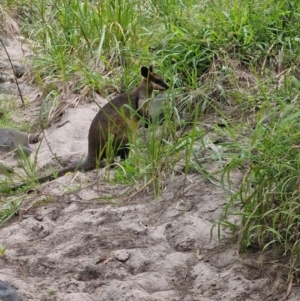 Wallabia bicolor at Rewan, QLD - 9 Aug 2024