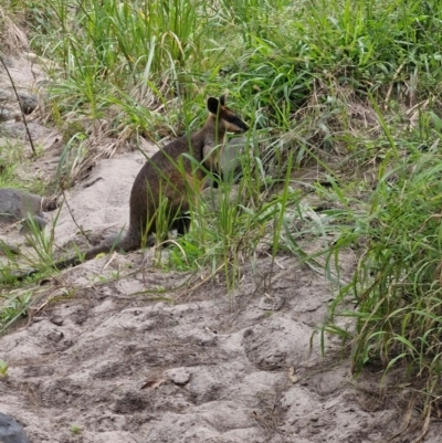 Wallabia bicolor (Swamp Wallaby) at Rewan, QLD - 9 Aug 2024 by AliClaw