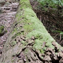 Unidentified Moss, Liverwort or Hornwort at Rewan, QLD - 9 Aug 2024 by AliClaw