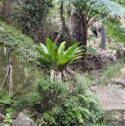 Unidentified Fern or Clubmoss at Rewan, QLD - 9 Aug 2024 by AliClaw