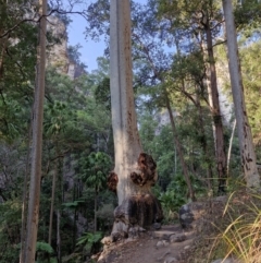 Unidentified Gum Tree at Carnarvon Park, QLD - 8 Aug 2024 by AliClaw