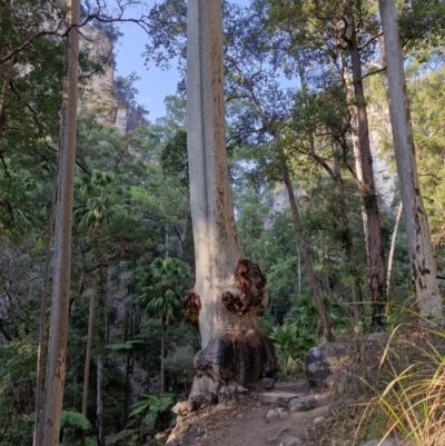 Unidentified Gum Tree at Carnarvon Park, QLD - 9 Aug 2024 by AliClaw