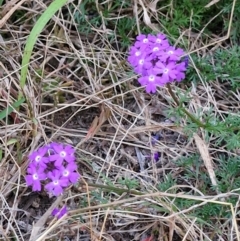 Unverified Other Shrub at Rewan, QLD - 8 Aug 2024 by AliClaw