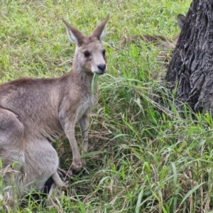 Macropus giganteus at Rewan, QLD - 8 Aug 2024