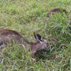 Macropus giganteus (Eastern Grey Kangaroo) at Rewan, QLD - 8 Aug 2024 by AliClaw