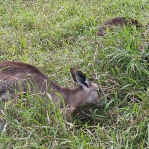 Macropus giganteus at Rewan, QLD - 8 Aug 2024