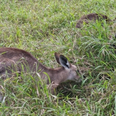 Macropus giganteus (Eastern Grey Kangaroo) at Rewan, QLD - 8 Aug 2024 by AliClaw