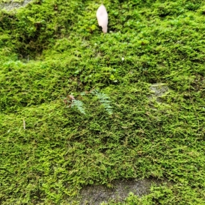 Unidentified Other Shrub at Rewan, QLD - 8 Aug 2024 by AliClaw