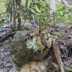 Unidentified Fern or Clubmoss at Carnarvon Park, QLD - 8 Aug 2024 by AliClaw