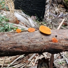 Unverified Fungus at Carnarvon Park, QLD - 8 Aug 2024 by AliClaw
