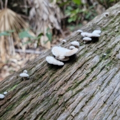 Unidentified Cap on a stem; gills below cap [mushrooms or mushroom-like] at Rewan, QLD - 8 Aug 2024 by AliClaw