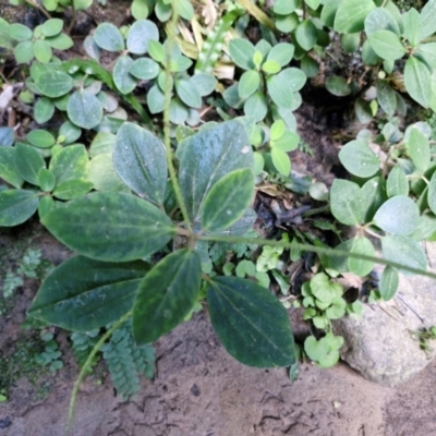 Unidentified Other Shrub at Rewan, QLD - 8 Aug 2024 by AliClaw