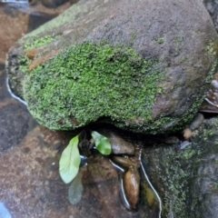 Unidentified Other Shrub at Rewan, QLD - 8 Aug 2024 by AliClaw