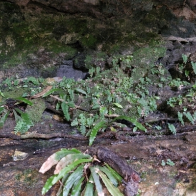 Unverified Other Shrub at Rewan, QLD - 8 Aug 2024 by AliClaw