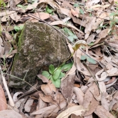 Pterostylis ophioglossa (Snake-tongue Greenhood) at Carnarvon Park, QLD - 8 Aug 2024 by AliClaw