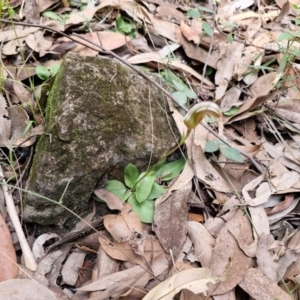 Pterostylis ophioglossa at Carnarvon Park, QLD - 8 Aug 2024