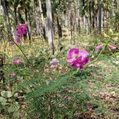 Swainsona galegifolia (Darling Pea) at Rewan, QLD - 8 Aug 2024 by AliClaw