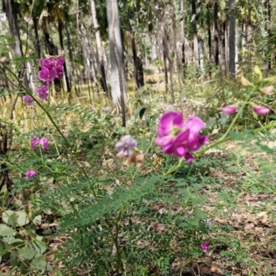 Swainsona galegifolia (Darling Pea) at Rewan, QLD - 8 Aug 2024 by AliClaw