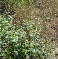 Unidentified Butterfly (Lepidoptera, Rhopalocera) at Rewan, QLD - 8 Aug 2024 by AliClaw