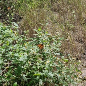 Danaus plexippus at Rewan, QLD - 8 Aug 2024 10:27 AM