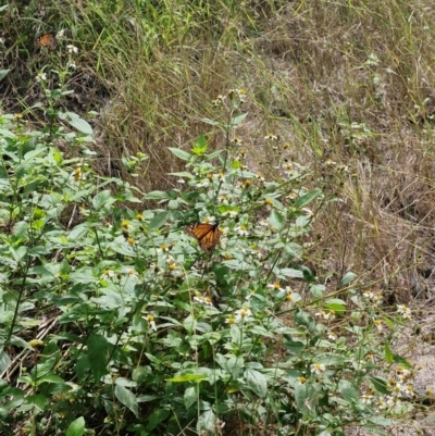 Danaus plexippus (Monarch) at Rewan, QLD - 8 Aug 2024 by AliClaw