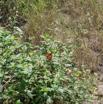 Unidentified Butterfly (Lepidoptera, Rhopalocera) at Rewan, QLD - 8 Aug 2024 by AliClaw