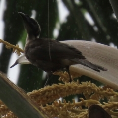 Philemon buceroides (Helmeted Friarbird) at Port Douglas, QLD - 11 Aug 2024 by lbradley