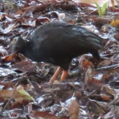 Megapodius reinwardt (Orange-footed Megapode) at Port Douglas, QLD - 11 Aug 2024 by lbradley