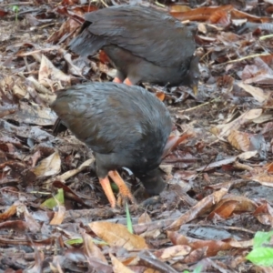 Megapodius reinwardt at Port Douglas, QLD - 11 Aug 2024