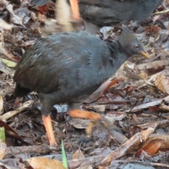 Megapodius reinwardt at Port Douglas, QLD - 11 Aug 2024