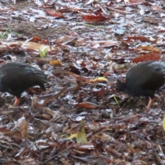 Megapodius reinwardt at Port Douglas, QLD - 11 Aug 2024