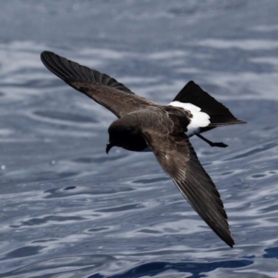 Fregetta grallaria (White-bellied Storm-Petrel) at Main Beach, QLD - 23 Jan 2022 by MichaelBedingfield