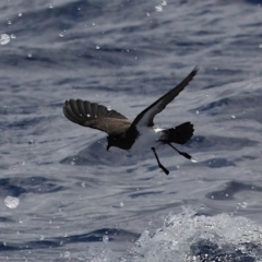Fregetta grallaria at Main Beach, QLD - 23 Jan 2022 01:37 PM