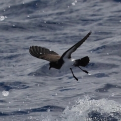 Fregetta grallaria at Main Beach, QLD - 23 Jan 2022