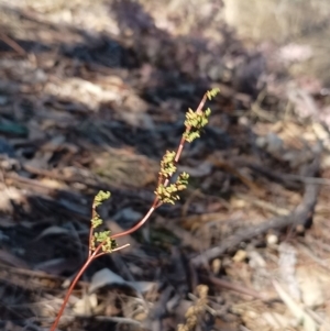 Cheilanthes sieberi subsp. sieberi at Chisholm, ACT - 11 Aug 2024