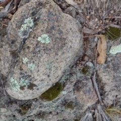 Unverified Lichen, Moss or other Bryophyte at Chisholm, ACT - 11 Aug 2024 by PatMASH