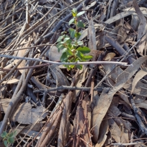 Ligustrum sinense at Chisholm, ACT - 11 Aug 2024