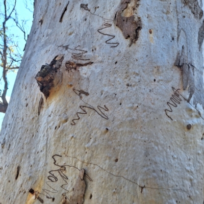 Eucalyptus (genus) (A Gum Tree) at Borough, NSW - 11 Aug 2024 by Eli