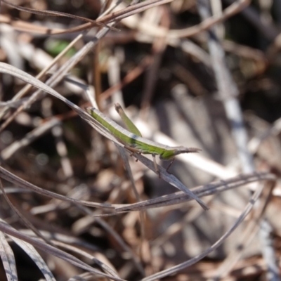 Keyacris scurra (Key's Matchstick Grasshopper) at Hall, ACT - 11 Aug 2024 by Anna123