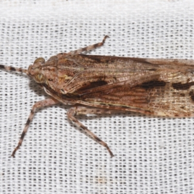 Unidentified Leafhopper or planthopper (Hemiptera, several families) by PJH123