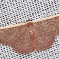 Idaea inversata (Purple Wave) at Sheldon, QLD - 8 Mar 2024 by PJH123