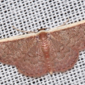 Idaea inversata at Sheldon, QLD - 8 Mar 2024