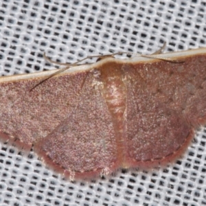 Idaea inversata at Sheldon, QLD - suppressed