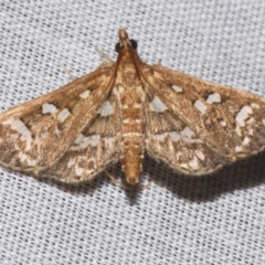 Ischnurges illustralis (A Crambid moth) at Sheldon, QLD - 8 Mar 2024 by PJH123