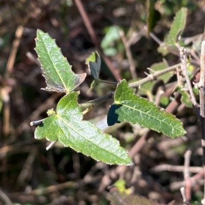 Pavonia hastata (Spearleaf Swampmallow) at Coombs, ACT - 11 Aug 2024 by SteveBorkowskis